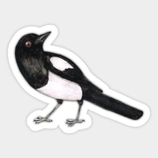 Magpie ink drawing Sticker